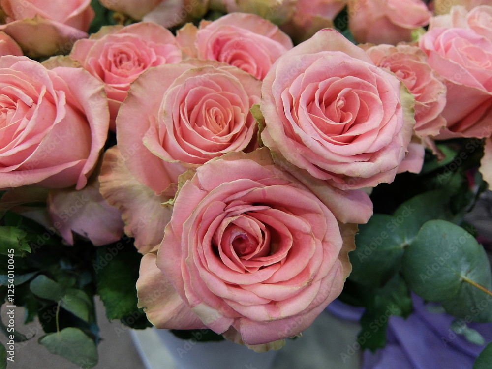 Beautiful pink roses in full bloom, close-up floral background. Beautiful pink roses in full bloom, close-up floral background.
