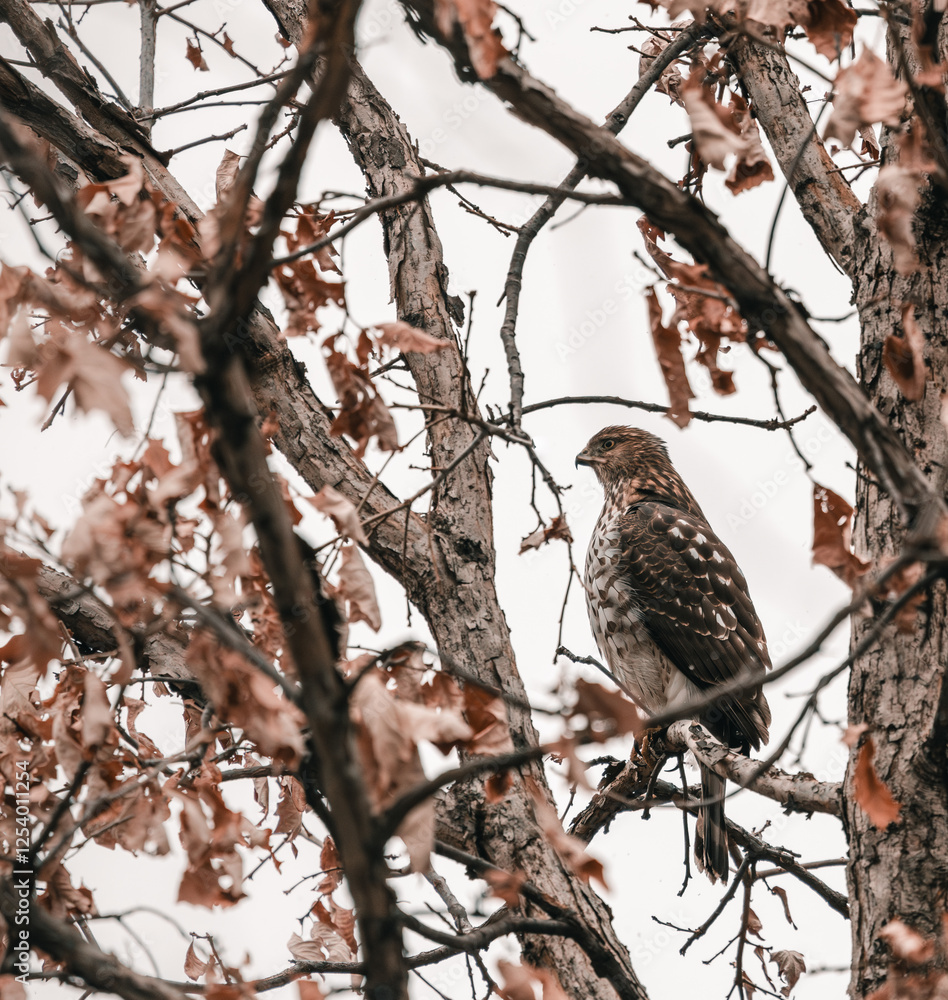 falcon on the tree falcon on the tree