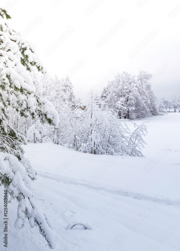 Snowy landscape with trees and a path Snowy landscape with trees and a path