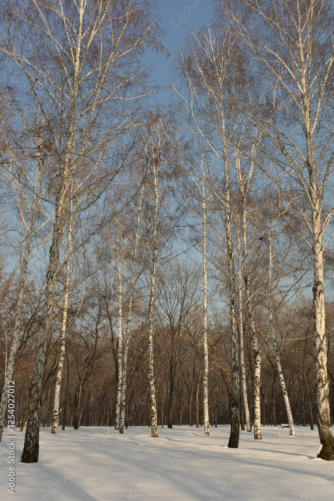 Fototapeta premium Birch trees in the snow