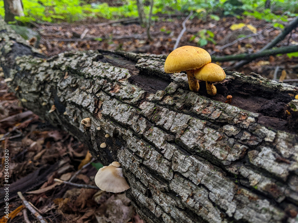 Fototapeta premium Yellow Gymnopilus Mushrooms (Hymenogastraceae) growing on a fallen tree in the forest