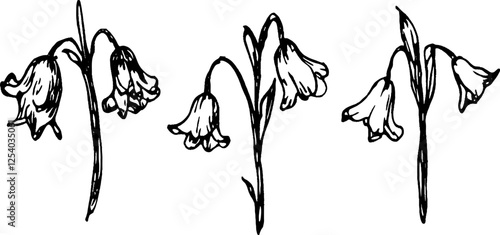 A vintage illustration of three bell-shaped flowers, each with drooping petals and slender stems. The flowers are depicted in a simple, hand-drawn style