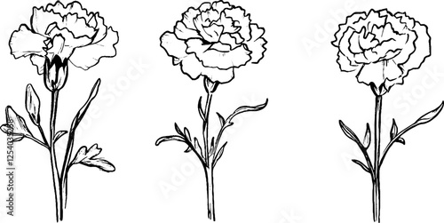 Three hand-drawn illustrations of carnation flowers, showcasing different stages of bloom. 