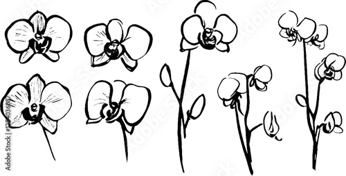 A collection of hand-drawn orchid flowers in various stages of bloom, showcasing their delicate petals and stems. 