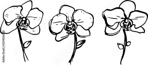 Three hand-drawn orchid flowers with simple outlines, showcasing their elegant petals and stems. The design emphasizes the beauty of orchids in a minimalist style.