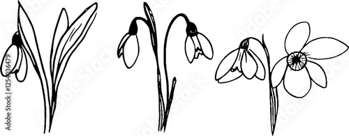 A collection of hand-drawn snowdrop flowers, showcasing their delicate petals and slender leaves. The design features three variations of the snowdrop, emphasizing their graceful appearance.