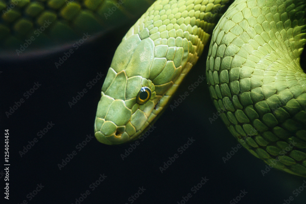 Fototapeta premium Serpiente verde