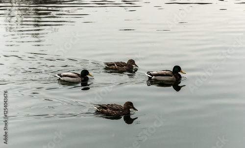 Wild ducks swimming in the lake. photo