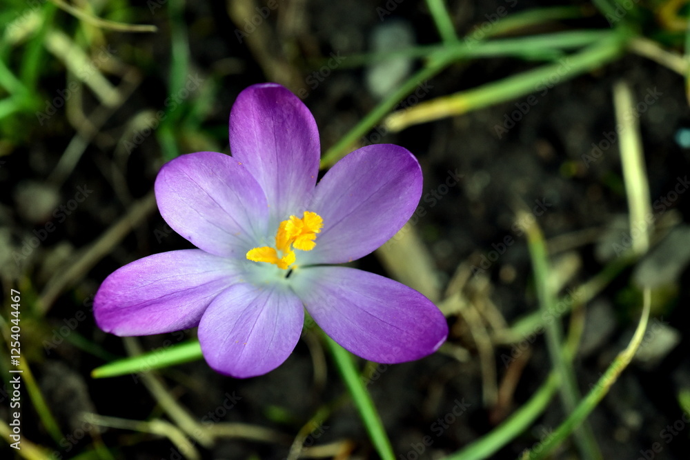 Violette Krokusblüten im Februar Violette Krokusblüten im Februar