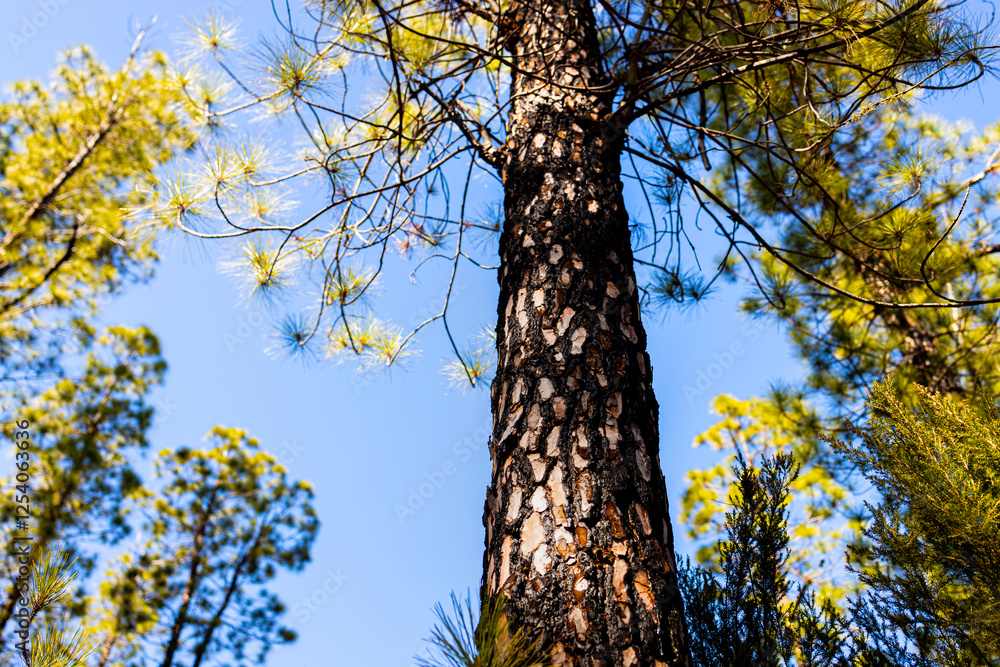 Fototapeta premium a light and lush Mediterranean forest