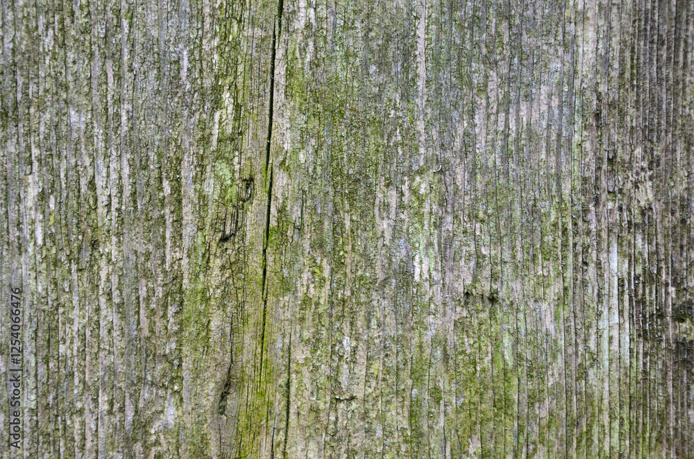 The old board is slightly covered with moss
The old board is slightly covered with moss