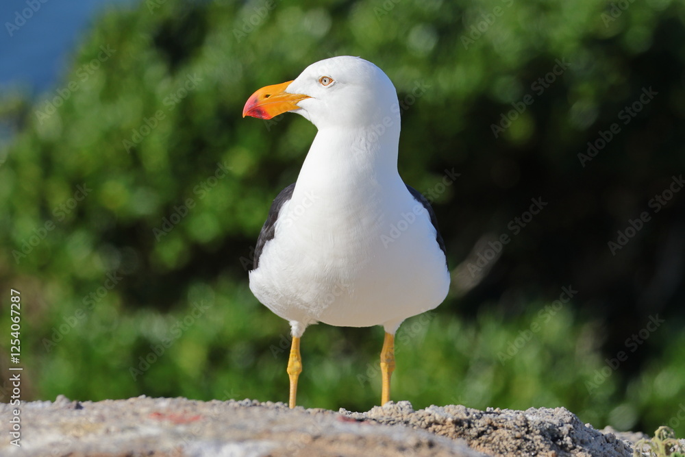 Fototapeta premium pacific gull