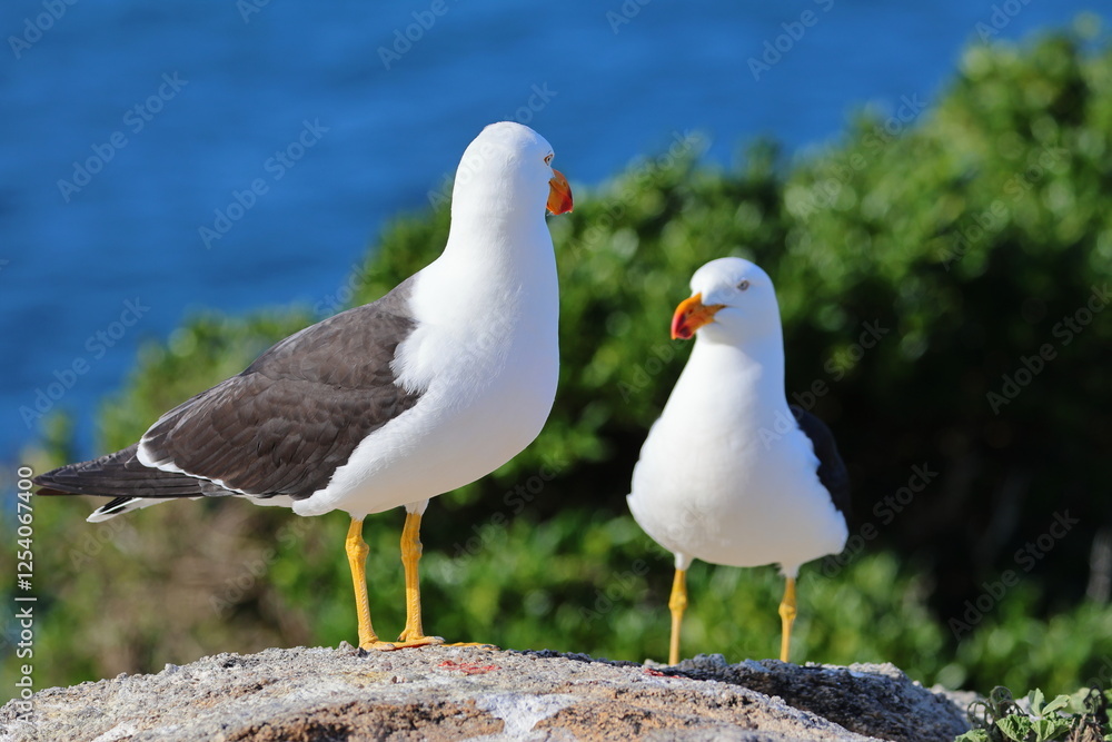 Obraz premium pacific gull