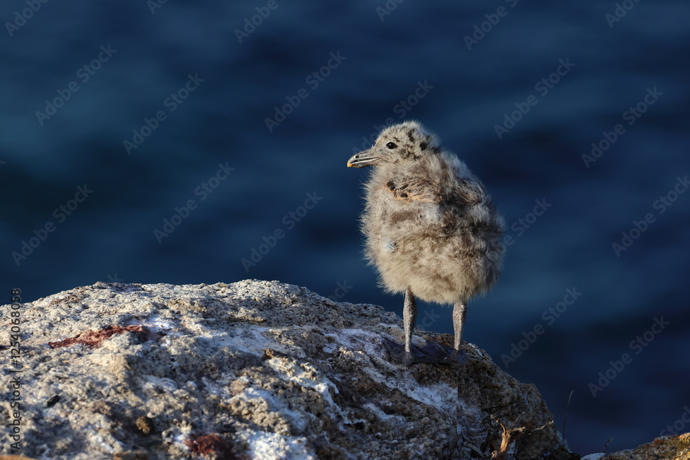 Fototapeta premium pacific gull