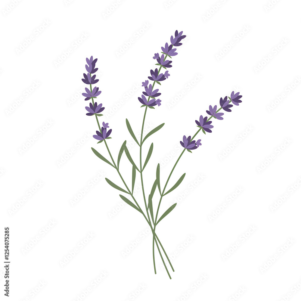 Naklejka premium Lavender Plant with Long Stems and Purple Flowers
