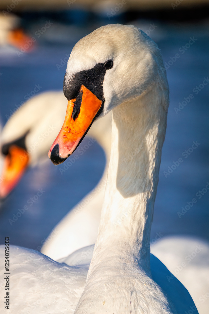 Obraz premium Swans on the Baltic Sea coast in winter