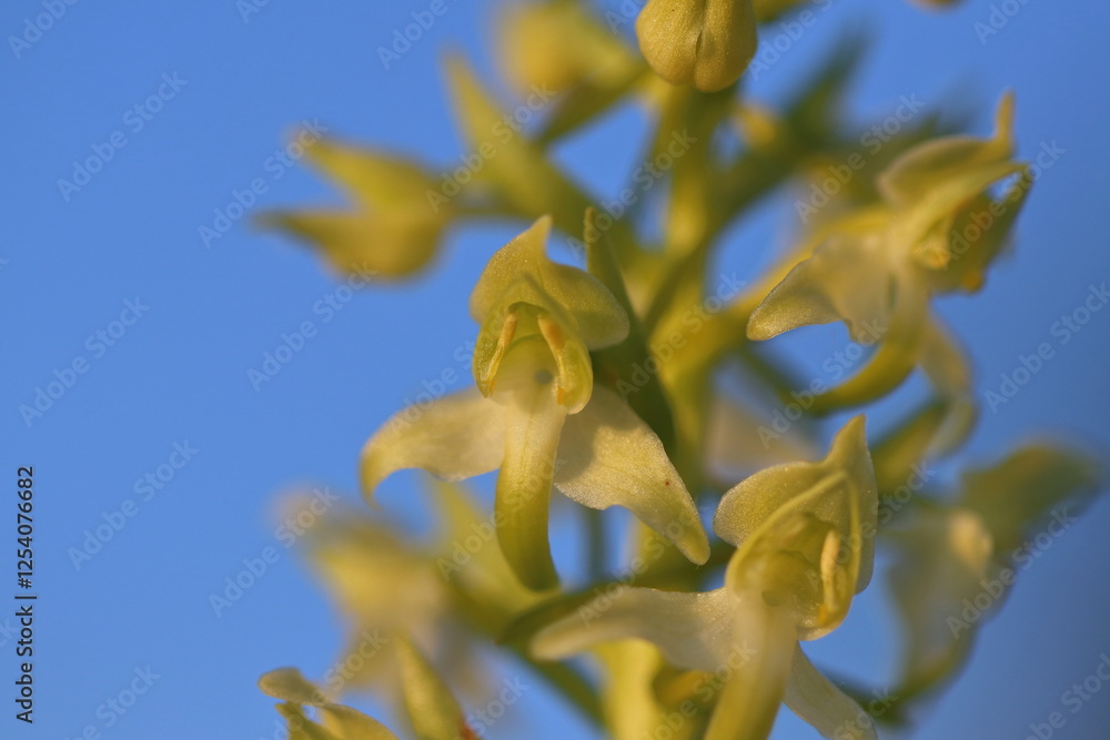 Fototapeta premium white orchid