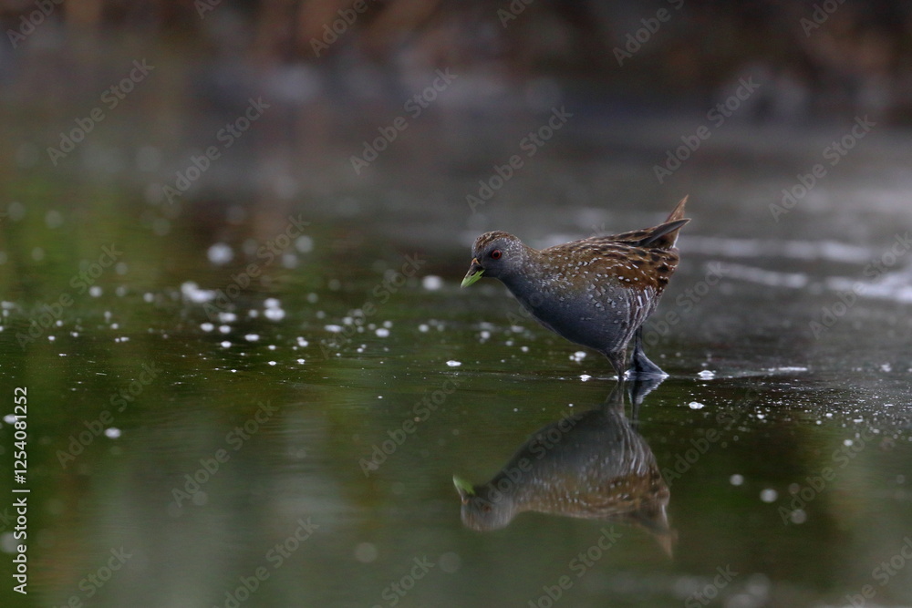 crake crake