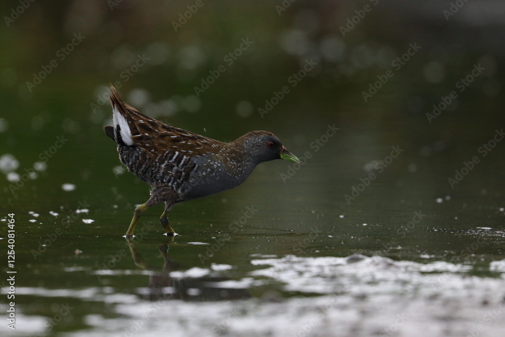 crake crake