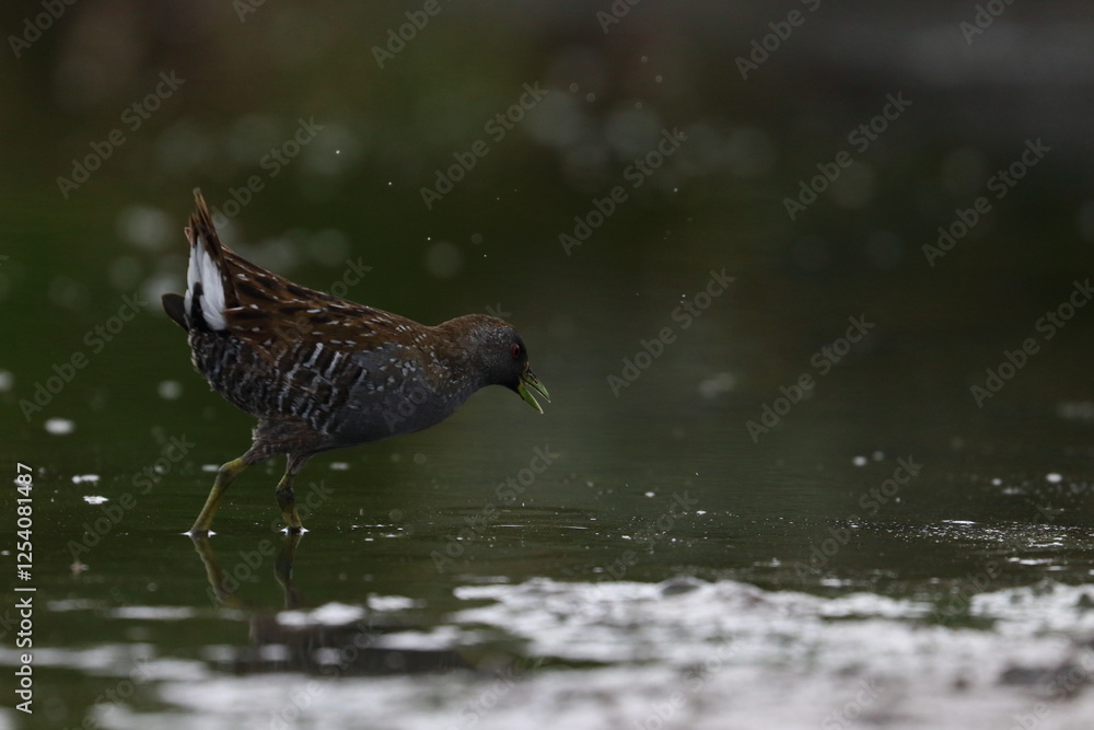 Fototapeta premium crake