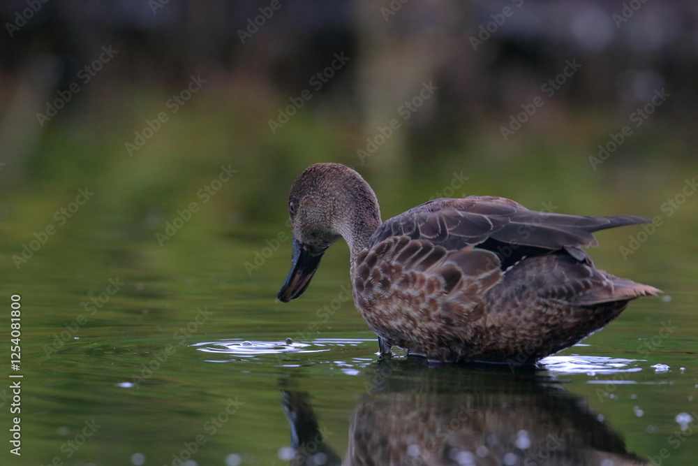 Fototapeta premium pacific duck