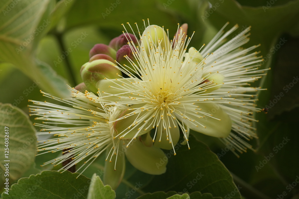 Caryocar brasiliense - pequi flowers