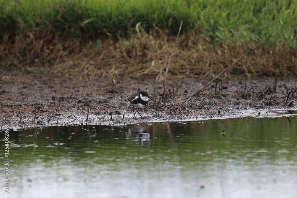 red kneed dotterel red kneed dotterel