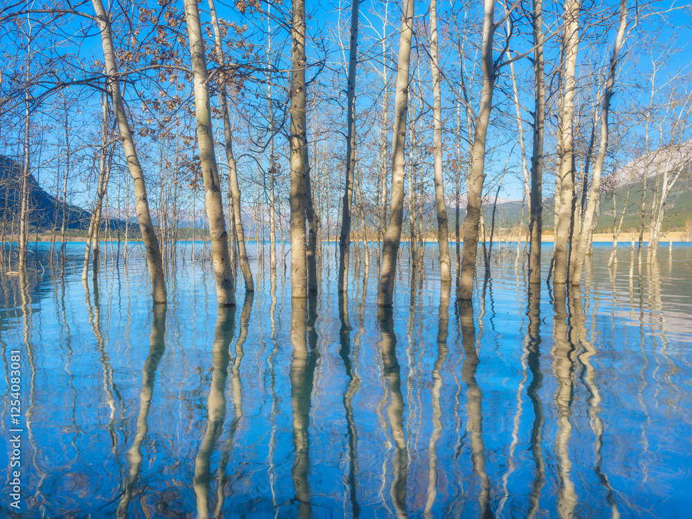 Birch forest in turquoise water. Abraham Lake. Natural scenery in fall time. Mountain lake and trees. Banff National Park, Alberta, Canada. Birch forest in turquoise water. Abraham Lake. Natural scenery in fall time. Mountain lake and trees. Banff National Park, Alberta, Canada.