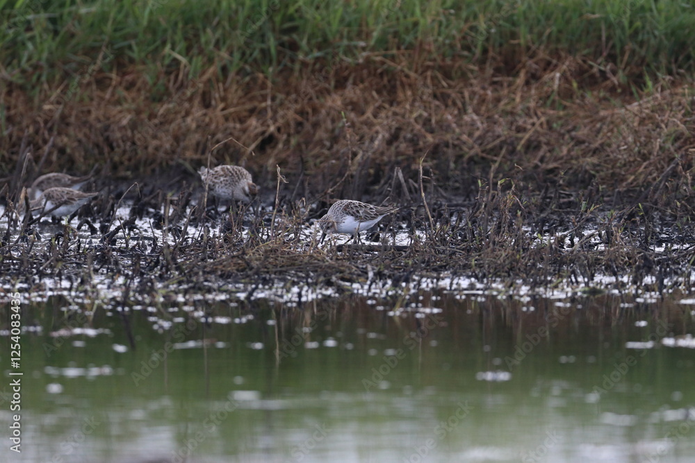 wader wader