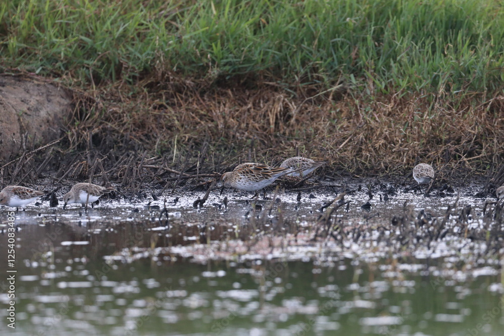 wader wader