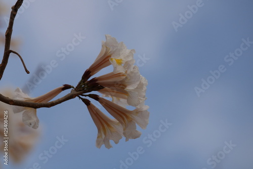 Tabebuia roseoalba - ipê-branco photo