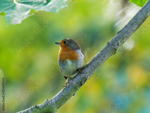 A Robin