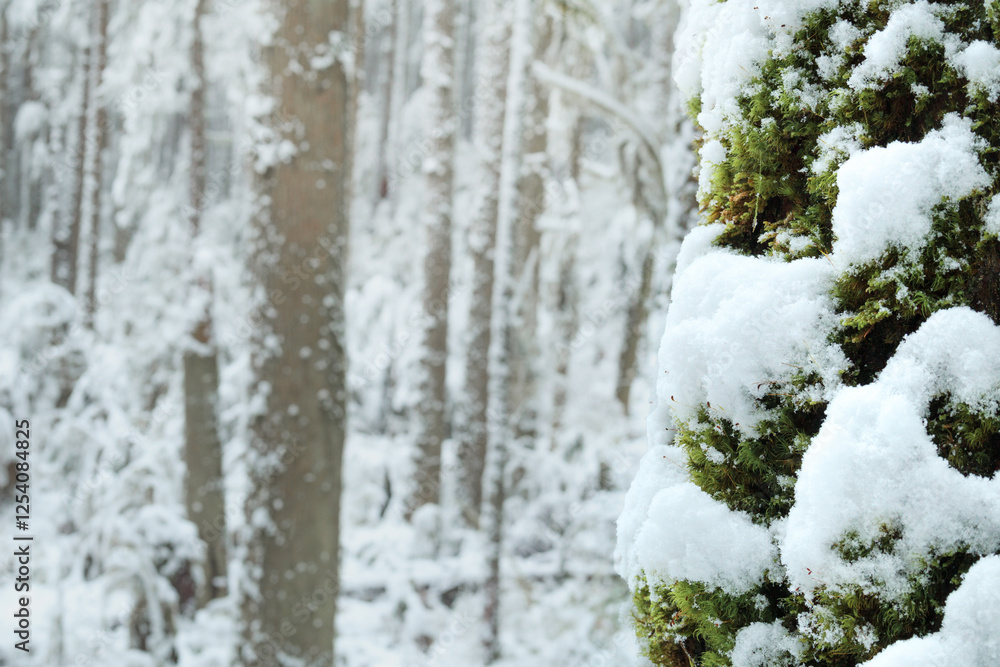 Winter forest scene with focus on tree with snow covered moss. North Vancouver rainforest during arctic blast or winter storm. Selective focus. Winter forest scene with focus on tree with snow covered moss. North Vancouver rainforest during arctic blast or winter storm. Selective focus.
