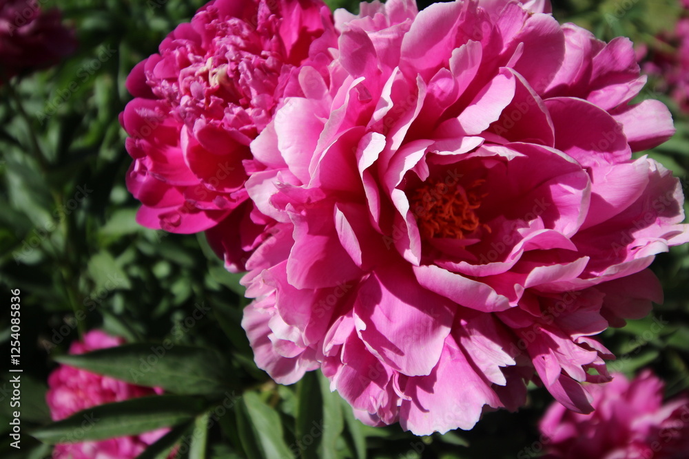 Spring Peonies In Full Bloom Pink Yellow White Spring Peonies In Full Bloom Pink Yellow White