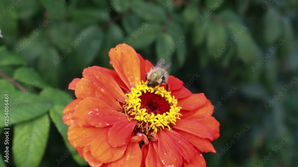 orange flower with bumblebee on a green background orange flower with bumblebee on a green background