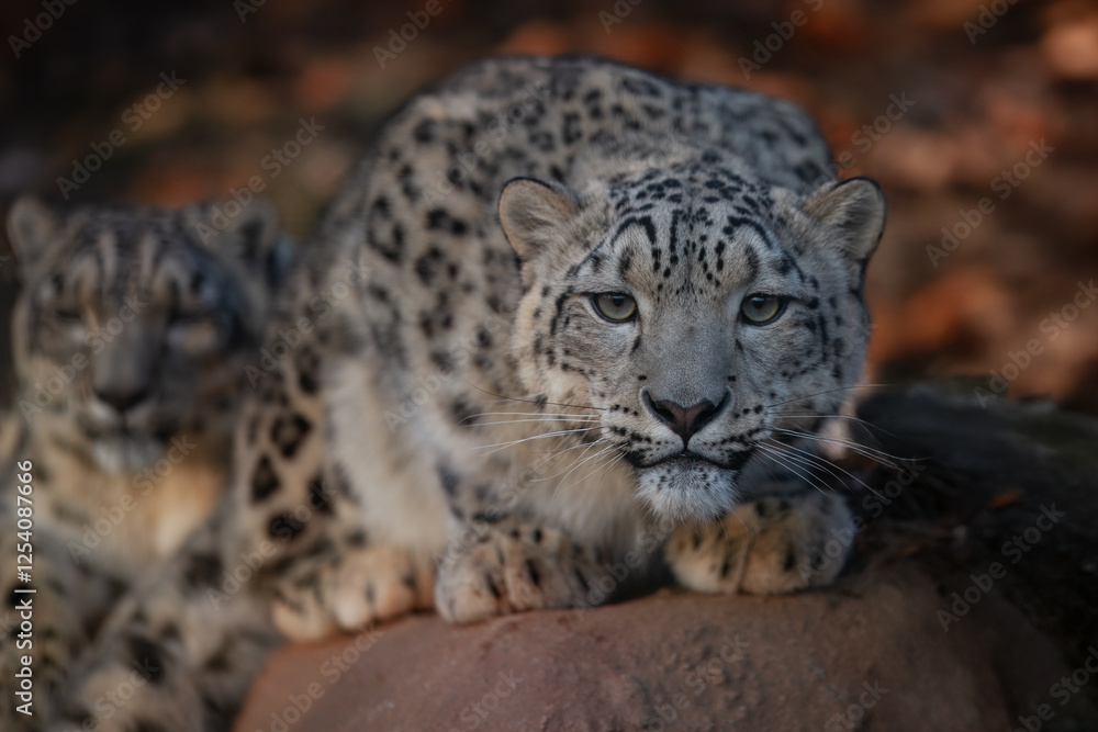 Close up of Snow leopard (Panthera uncia) rest on the stone. Close up of Snow leopard (Panthera uncia) rest on the stone.