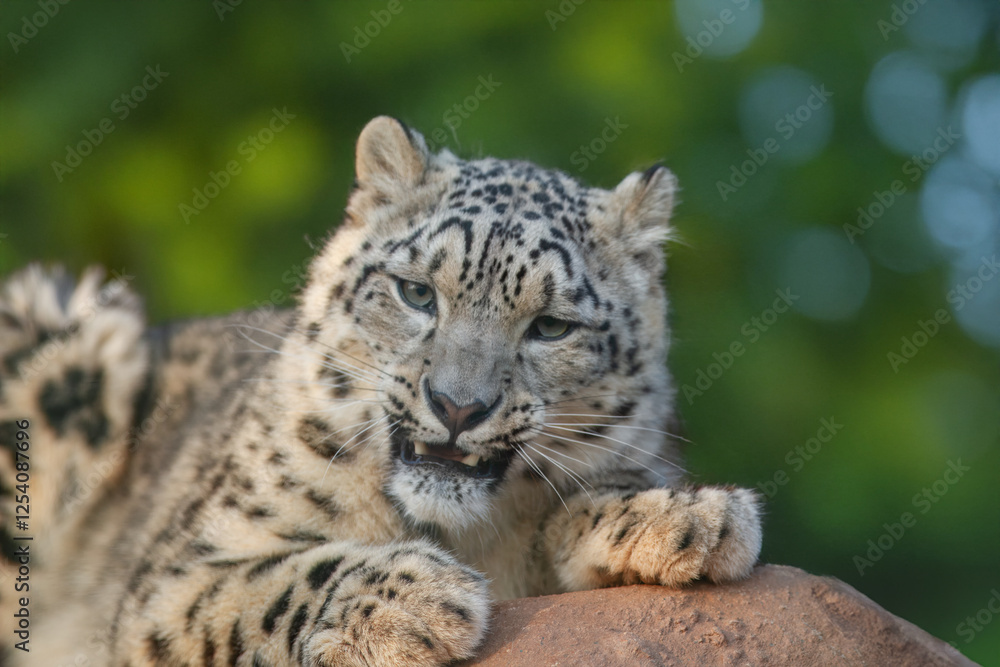 Close up of Snow leopard (Panthera uncia) rest on the stone. Close up of Snow leopard (Panthera uncia) rest on the stone.