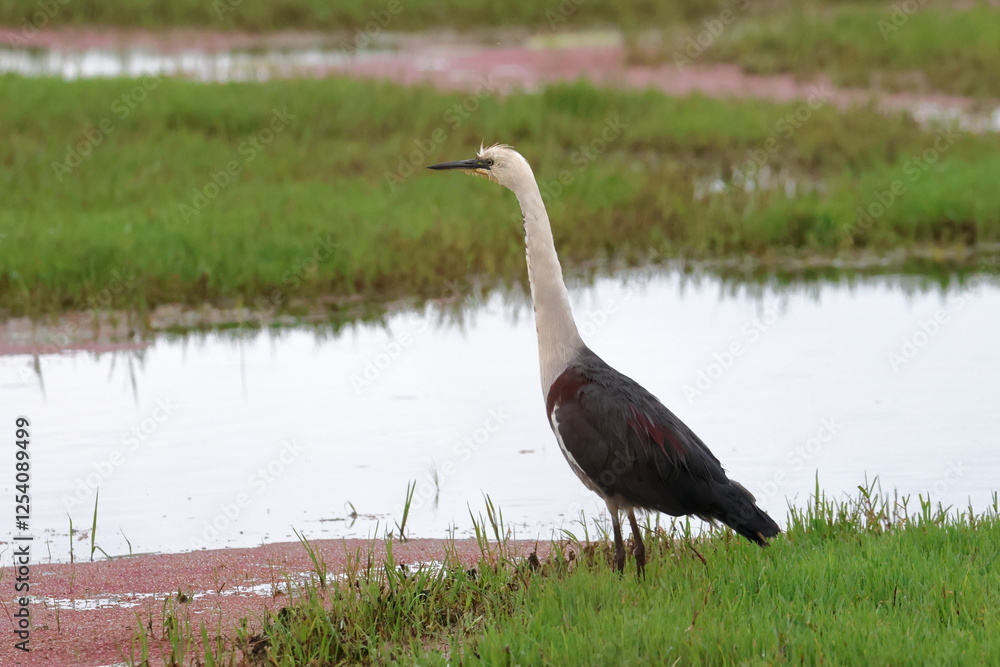 Obraz premium white necked heron