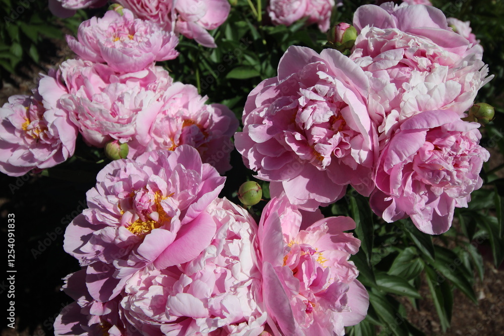 Spring Peonies In Full Bloom Pink Yellow White Spring Peonies In Full Bloom Pink Yellow White