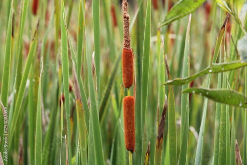 Typha domingensis - taboa, southern cattail photo