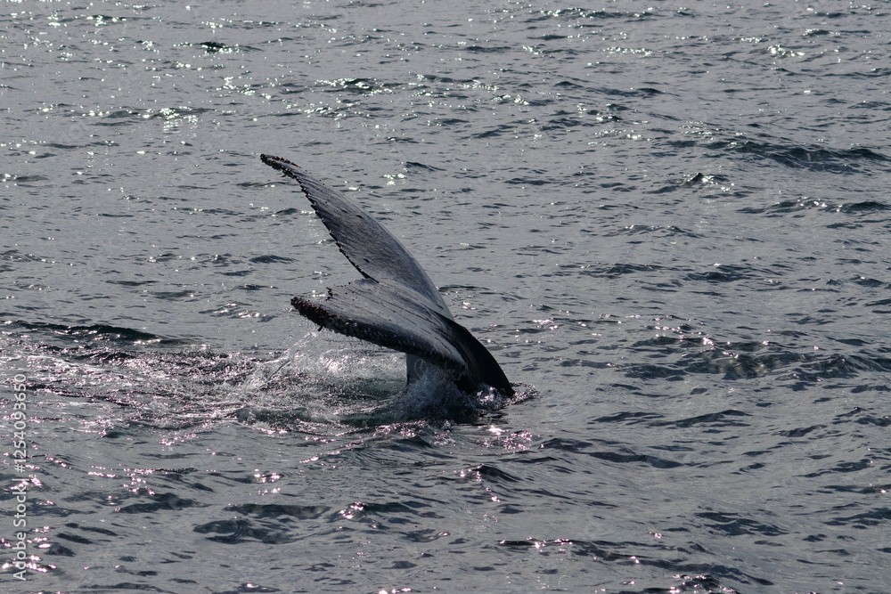 Fototapeta premium humpback whale