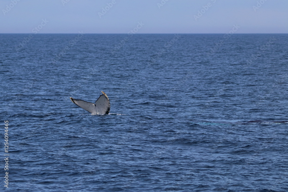 Fototapeta premium humpback whale