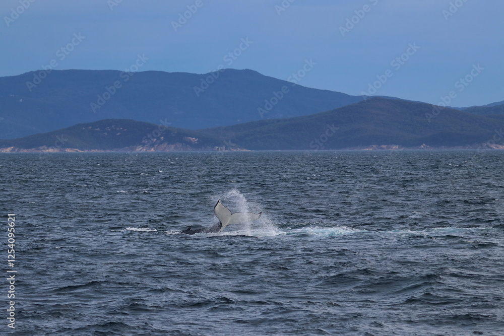 Fototapeta premium humpback whale