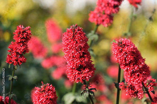 Red Rocket Russelia (lat.- Russelia sarmentosa) photo