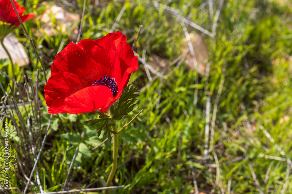 red anemone with torn petals in the mountains of Israel in winter. red anemone with torn petals in the mountains of Israel in winter.