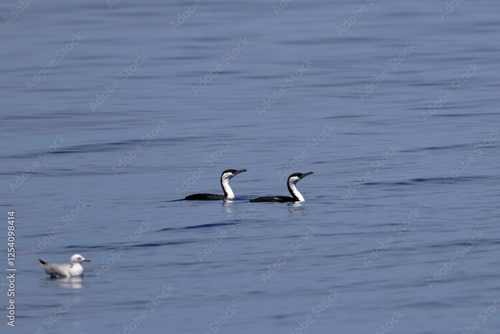 cormorant cormorant