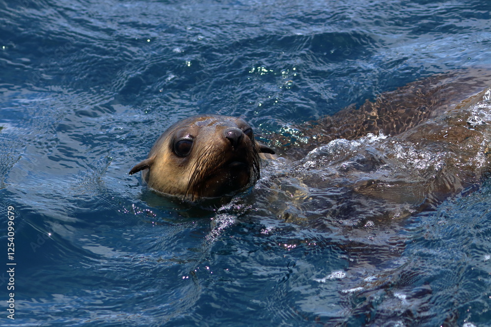 Fototapeta premium australian fur seal