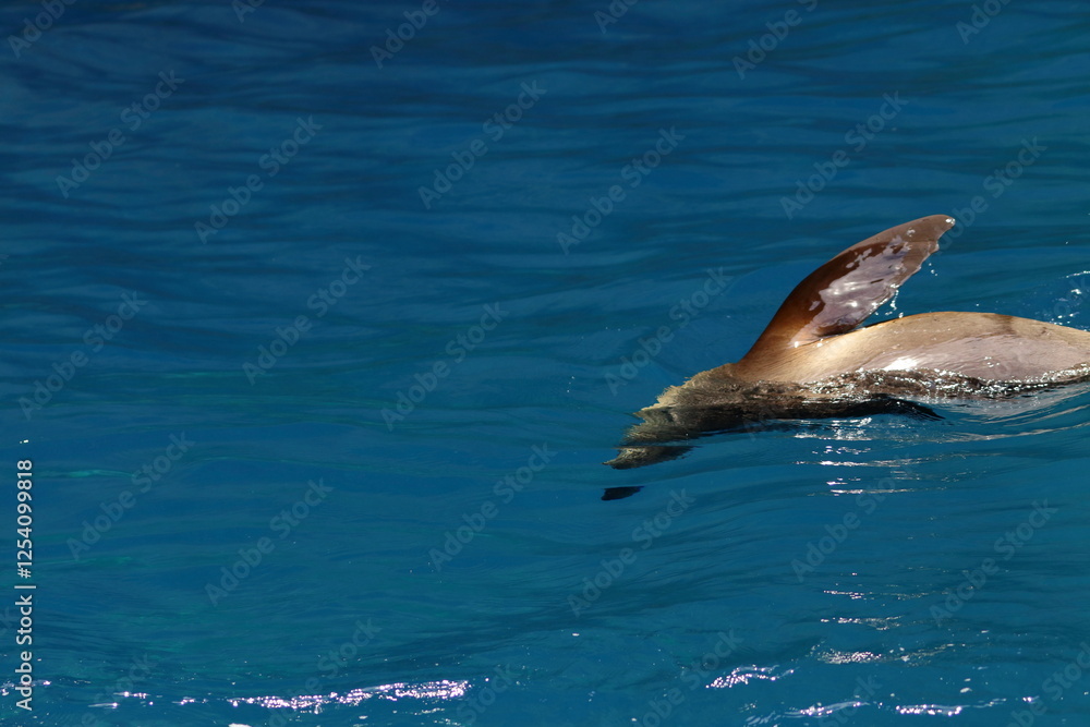 Naklejka premium australian fur seal