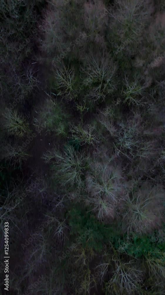 Fly over top down Dark Winter Forest on a Cold Misty day in the England. Wintery English countryside. Vertical video format. Fly over top down Dark Winter Forest on a Cold Misty day in the England. Wintery English countryside. Vertical video format.