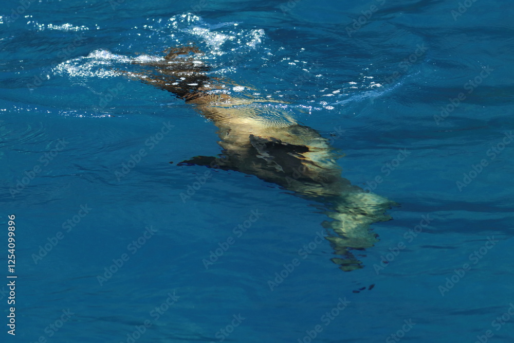 Obraz premium australian fur seal
